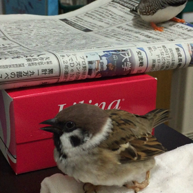 陣地争い的な？の画像