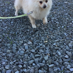 お散歩練習の画像