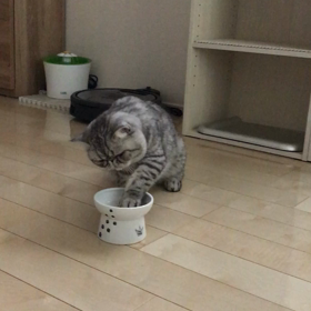 お皿に顔を入れましょ^^;の画像