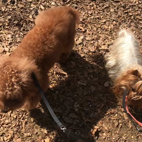 ♪お散歩動画♪代々木公園♪の画像