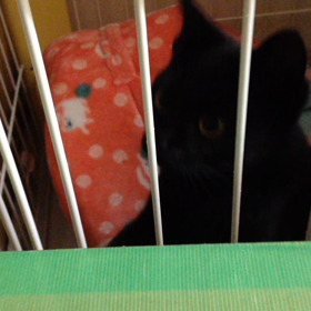 黒猫テトの動画②の画像