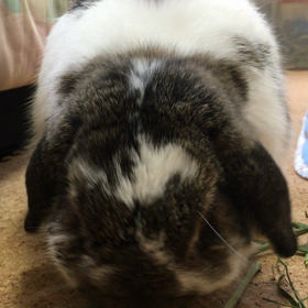 ウーリー朝採りシリーズの画像