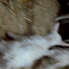 ヤギ、出産しました❗①の画像