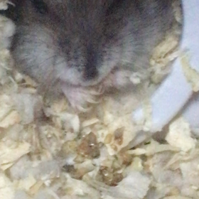 寝ぼけりんの画像