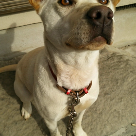 待て  ない子の画像