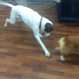 ちぷ子ちゃん&さつま君のお遊びの画像