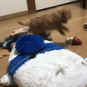 キノコで遊ぶの画像