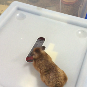 けっちゅよーび！の画像