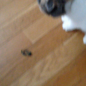 メグのオモチャ？の画像