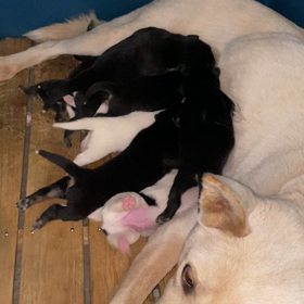 2022.04.04   子犬通信　午後の部の画像