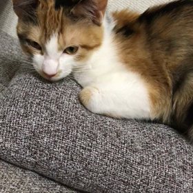 もうすぐトライアルにでるみやびちゃん❤️の画像