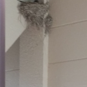 つばめの観察日記14日目(^-^)追記ありの画像