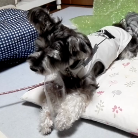 今度はコレの画像