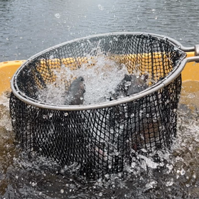 6/28、放流の時間です。の画像