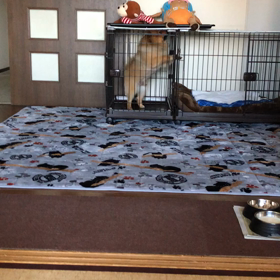 愛犬カイくんVSぬいぐるみの画像