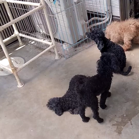 こんな時なので元気な犬達をの画像