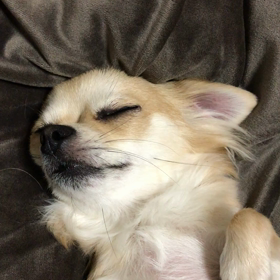 寝起きのチワワの画像