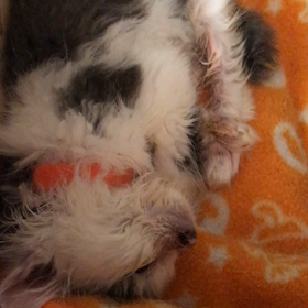 ゴマちゃんの近況 5月12日 10時の画像