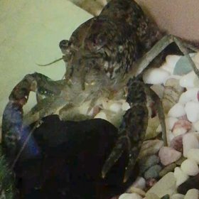 ザリガニ（動画）の画像