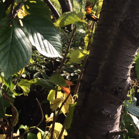 食物連鎖の画像