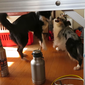 ガウガウの画像