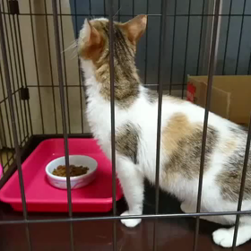 三咲さんと格闘中の画像