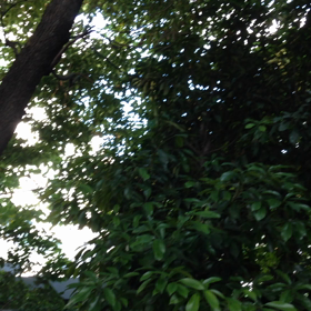 雑俳一句 2016.07.24.の画像