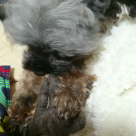 ロバさんｶﾐｶﾐ④の画像