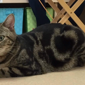 ツンデレラ姫の猫カフェ探訪　　　　ムービー⑴の画像