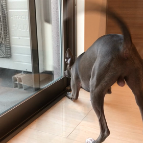 おともだちがきたーの画像