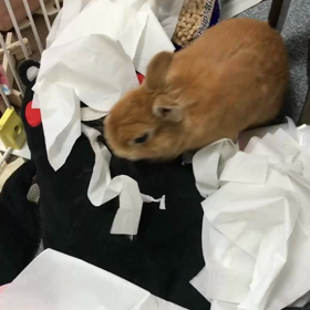 あーあ。の画像