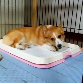 夕方なのにの画像