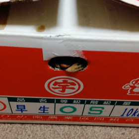 にゃーんこの画像