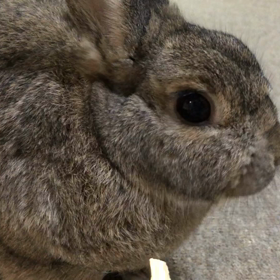 ポリポリかじりんごの画像