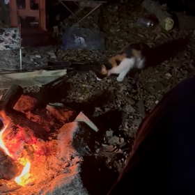 ヤマネコ(意味深)は眠らないの画像