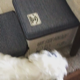 天敵との遭遇••の画像