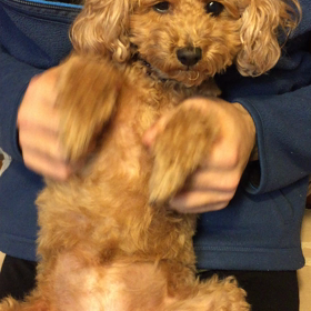 従順な犬になってますの画像