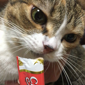 むぎ:家族2年11日めの画像