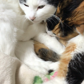 回想(2019.1/11)の画像