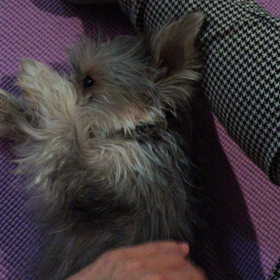 ペロリ。の画像