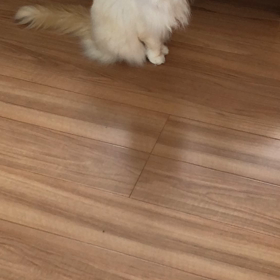 寂しいんだにゃ……の画像