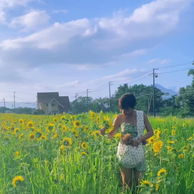 夏のひまわりの画像