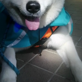 又々雨☔‼️カッパして朝散歩出発。床が濡れていない雨宿りポイントでしっかりゴロ寝休憩。未来丸の画像