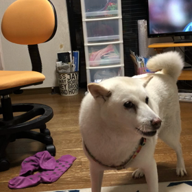 クルリン ワニちゃんの画像