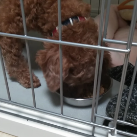 ルーシー　ご飯！の画像