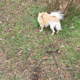 久しぶりのお散歩！の画像