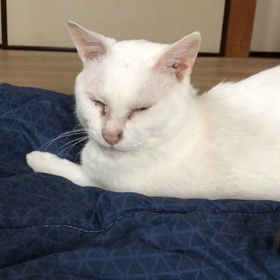 いいお返事の画像