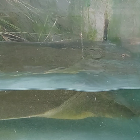 豊満巨◯　スッポンの画像