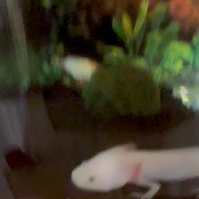 ミユウちゃんの画像