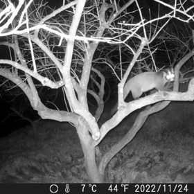 すぎぴたんの事件簿シーズン3　95話（ハクビシン子、もうすぐ生まれるのか？）の画像